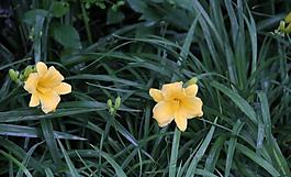 萱草花圖片