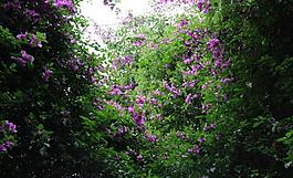 紫色花圖片