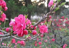 桃花图片