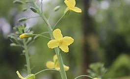 油菜花圖片