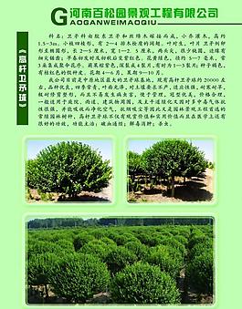 苗木 彩頁(yè)圖片