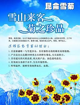 昆侖雪菊圖片