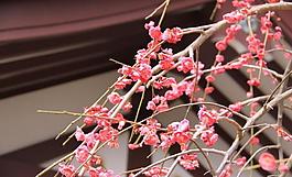 日本梅花屋顶图片