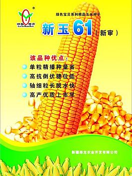 玉米 彩頁圖片