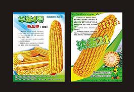 玉米彩頁圖片