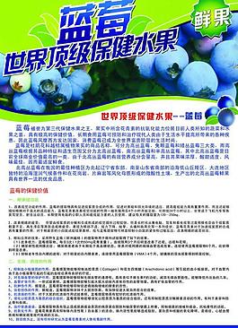 藍莓彩頁圖片