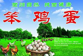 笨雞蛋彩頁圖片