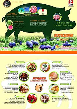 猪 彩页图片