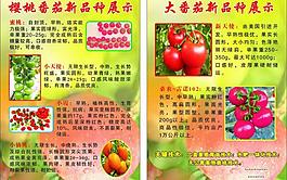 番茄彩頁圖片