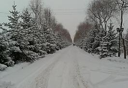 三八节的雪图片