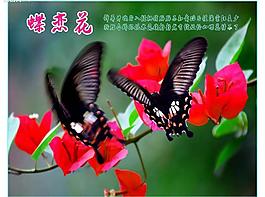 蝶恋花图片