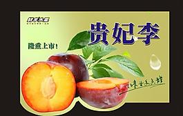 貴妃李圖片