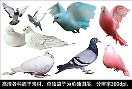 各種顏色鴿子psd高清分層素材