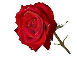 玫瑰花AI寫實