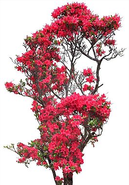 花團錦簇