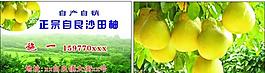 沙田柚名片圖片