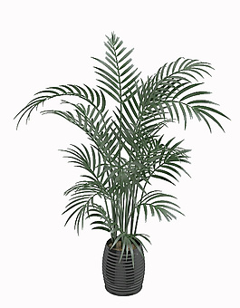 植物模型