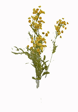 花卉素材