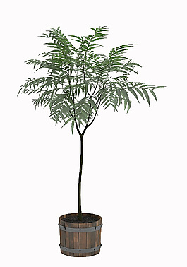 植物