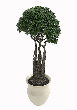 盆栽模型