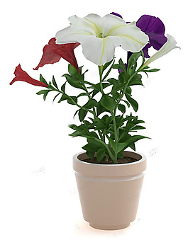 植物模型素材