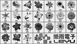 23款高清鮮花 花朵筆刷  康乃馨筆刷等