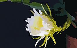 花朵插畫圖片