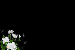 白菊花蜻蜓图片