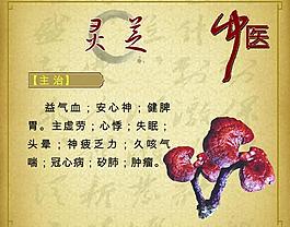 中藥 靈芝圖片