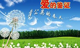蒲公英圖片