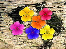 花兒朵朵仿真花PSD背景素材