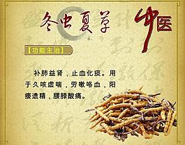 中药 冬虫夏草图片
