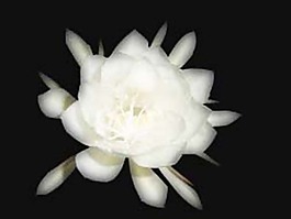 曇花