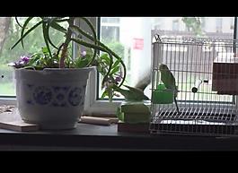 虎皮鸚鵡圖片