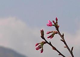 桃花蕾圖片