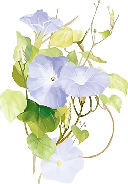 紫色喇叭花和叶子