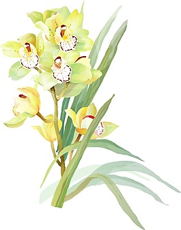 盛開(kāi)的蝴蝶蘭