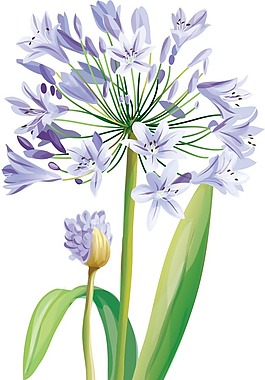 紫色花朵和叶子
