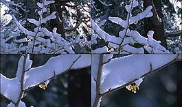雪花枝頭圖片