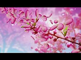 桃花背景視頻素材圖片