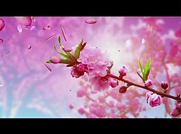 桃花背景視頻素材圖片