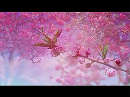 桃花背景視頻素材圖片