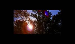 森林樹(shù)木夕陽(yáng)視頻素材圖片