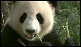 熊貓吃竹子背景視頻圖片