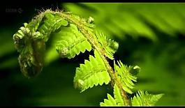 植物綠葉生長過程視頻圖片