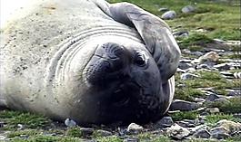 南極動物圖片