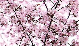 桃花朵朵開圖片