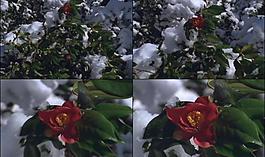 雪中花朵圖片