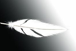 羽毛圖片
