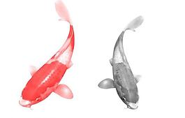 錦魚筆刷圖片